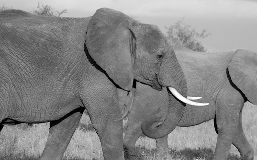 Two giant elephants  from Chrome web store to be run with OffiDocs Chromium online