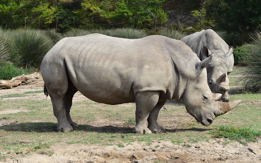 Two Giant Rhinos  from Chrome web store to be run with OffiDocs Chromium online