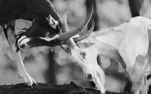 Two Goats Butting Each Other  from Chrome web store to be run with OffiDocs Chromium online