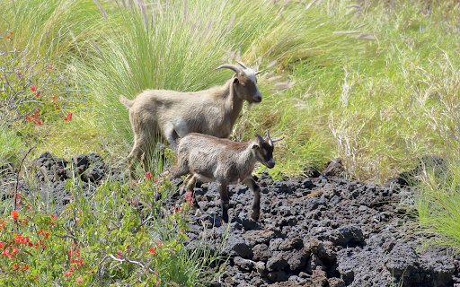 Two Goats on the Grass  from Chrome web store to be run with OffiDocs Chromium online