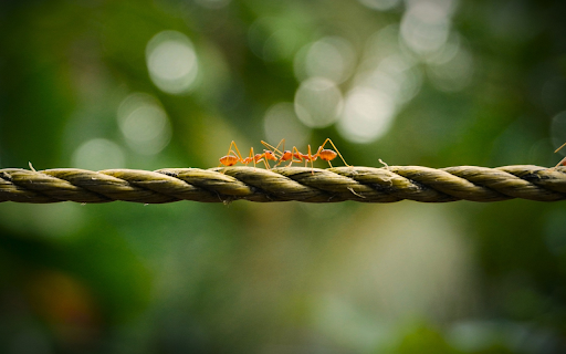 Two Golden Ants  from Chrome web store to be run with OffiDocs Chromium online