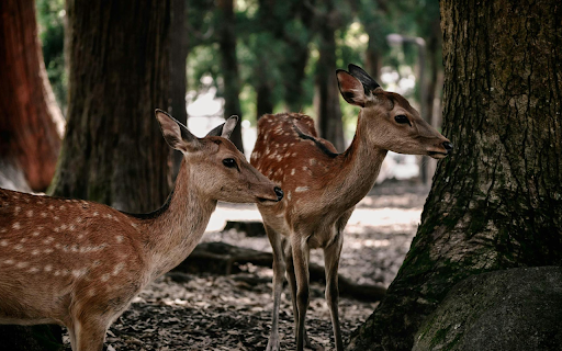 Two Golden Deer  from Chrome web store to be run with OffiDocs Chromium online