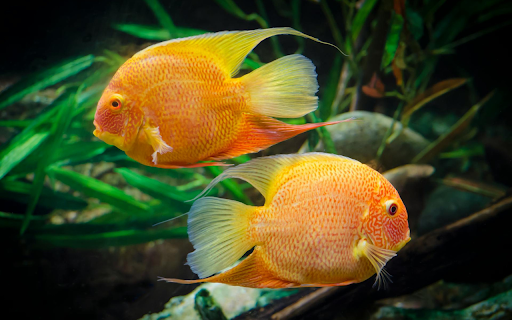 Two Goldfish  from Chrome web store to be run with OffiDocs Chromium online