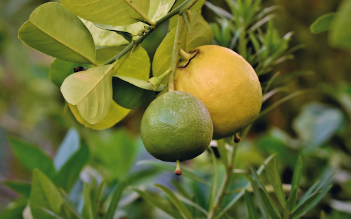 Two grapefruits  from Chrome web store to be run with OffiDocs Chromium online