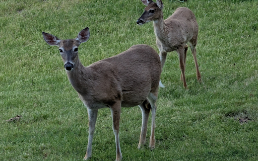 Two Gray Brown Deer  from Chrome web store to be run with OffiDocs Chromium online