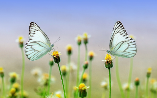 Two Green Butterflies on Flower Branch Theme  from Chrome web store to be run with OffiDocs Chromium online