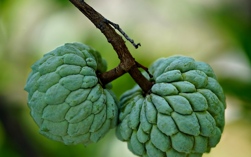 Two green custard apples  from Chrome web store to be run with OffiDocs Chromium online