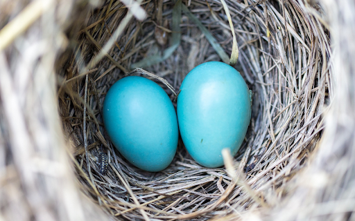 Two green eggs  from Chrome web store to be run with OffiDocs Chromium online