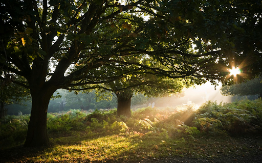 Two Green Leafed Trees Surrounded by Green Grass  from Chrome web store to be run with OffiDocs Chromium online