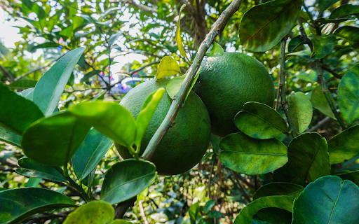 Two green oranges  from Chrome web store to be run with OffiDocs Chromium online