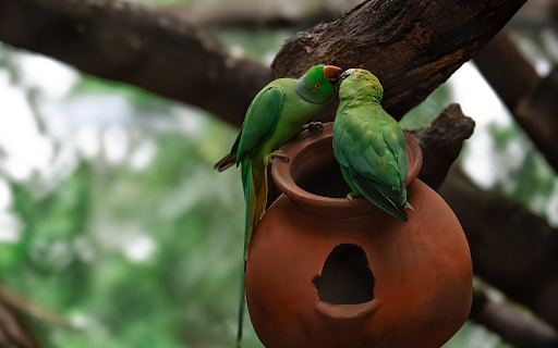 Two green parrots  from Chrome web store to be run with OffiDocs Chromium online
