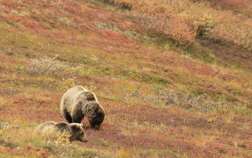 Two grizzly bears  from Chrome web store to be run with OffiDocs Chromium online