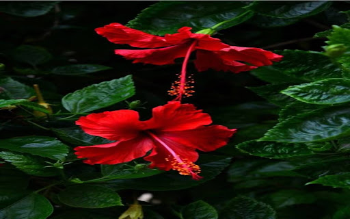 two hibiscus flowers wallpaper  from Chrome web store to be run with OffiDocs Chromium online