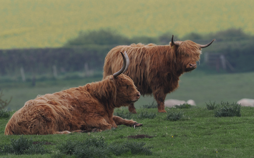 Two Highland Cows  from Chrome web store to be run with OffiDocs Chromium online