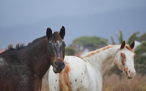 Two horses  from Chrome web store to be run with OffiDocs Chromium online