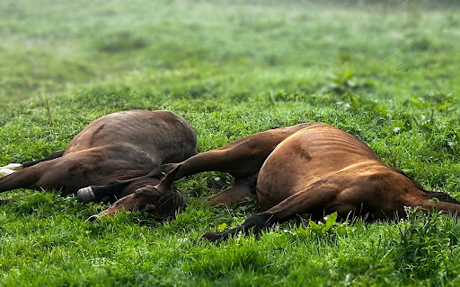 Two Horses in a Green Field  from Chrome web store to be run with OffiDocs Chromium online