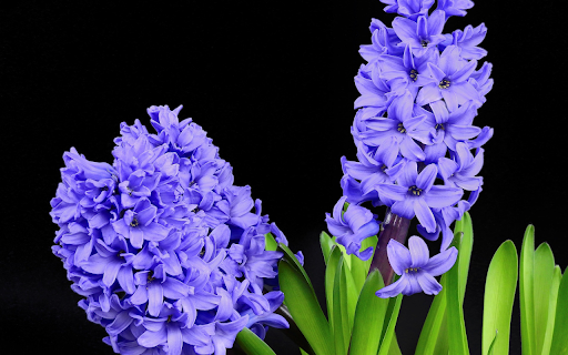 Two hyacinths  from Chrome web store to be run with OffiDocs Chromium online