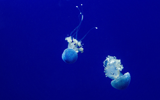 Two jellyfish  from Chrome web store to be run with OffiDocs Chromium online