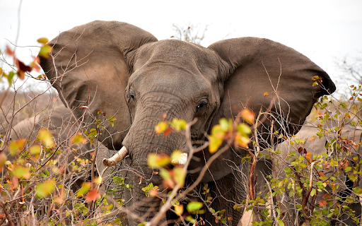 Two large elephant ears  from Chrome web store to be run with OffiDocs Chromium online