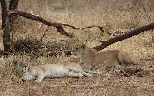 Two Lions Under the Tree  from Chrome web store to be run with OffiDocs Chromium online