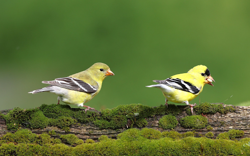 Two Little Birds  from Chrome web store to be run with OffiDocs Chromium online