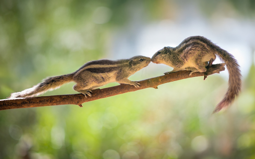 Two Little Squirrels  from Chrome web store to be run with OffiDocs Chromium online