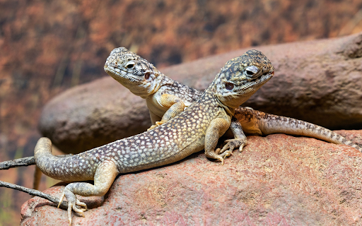 Two Lizards on a Rock  from Chrome web store to be run with OffiDocs Chromium online