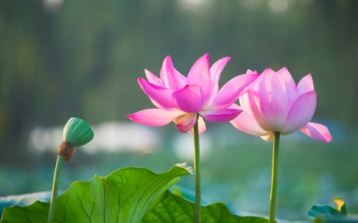 Two Lotus Flowers in a Pond  from Chrome web store to be run with OffiDocs Chromium online