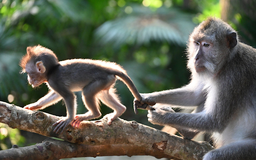 Two monkeys  from Chrome web store to be run with OffiDocs Chromium online
