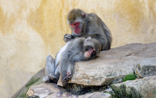 Two monkeys on the rocky mountain  from Chrome web store to be run with OffiDocs Chromium online