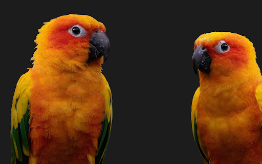 Two Orange Parrots  from Chrome web store to be run with OffiDocs Chromium online