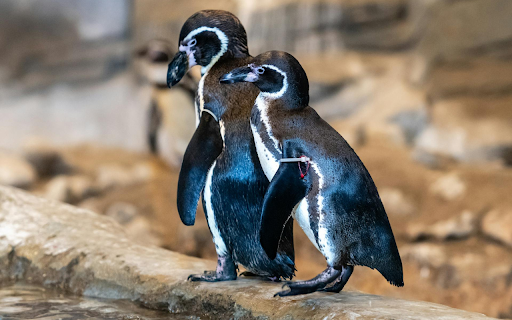 Two Penguins  from Chrome web store to be run with OffiDocs Chromium online