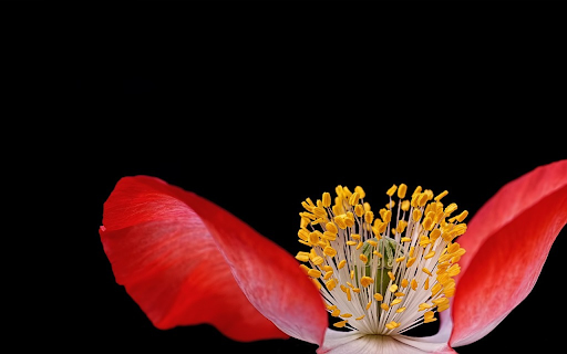 Two petal flower  from Chrome web store to be run with OffiDocs Chromium online