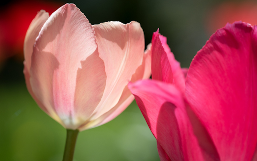 two petals  from Chrome web store to be run with OffiDocs Chromium online