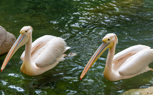 Two pink pelicans  from Chrome web store to be run with OffiDocs Chromium online