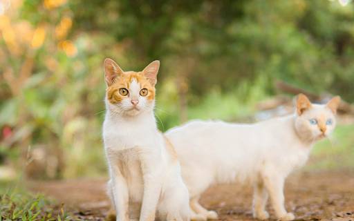 Two Pretty Cats  from Chrome web store to be run with OffiDocs Chromium online