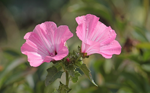 Two purple flowers  from Chrome web store to be run with OffiDocs Chromium online