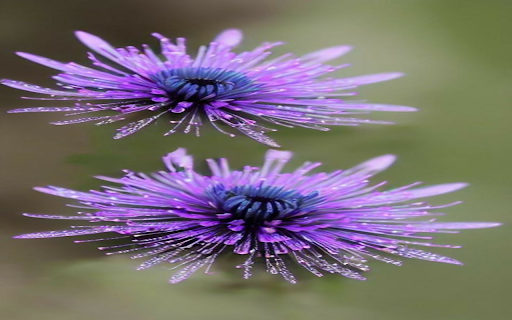 Two purple flowers wallpaper  from Chrome web store to be run with OffiDocs Chromium online