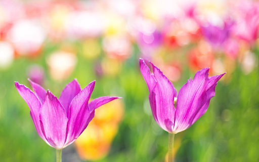 Two purple tulips  from Chrome web store to be run with OffiDocs Chromium online