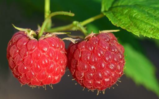 Two raspberries  from Chrome web store to be run with OffiDocs Chromium online
