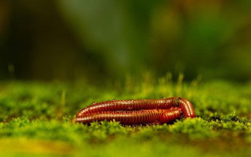 Two Red Bugs  from Chrome web store to be run with OffiDocs Chromium online