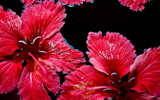 Two red flowers  from Chrome web store to be run with OffiDocs Chromium online