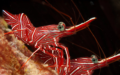 Two red shrimp  from Chrome web store to be run with OffiDocs Chromium online