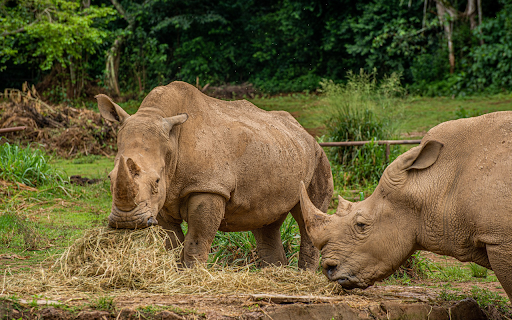 Two Rhinos Eating Hay  from Chrome web store to be run with OffiDocs Chromium online