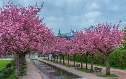 Two rows of flowers by a small lake  from Chrome web store to be run with OffiDocs Chromium online