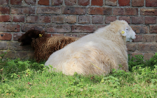 Two sheep  from Chrome web store to be run with OffiDocs Chromium online