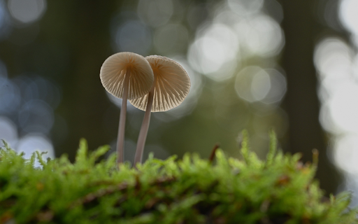 two small beautiful mushrooms  from Chrome web store to be run with OffiDocs Chromium online