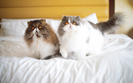 Two Snub nosed Kittens  from Chrome web store to be run with OffiDocs Chromium online