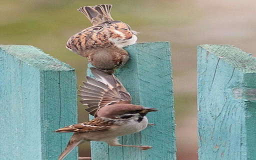 Two sparrows wallpaper  from Chrome web store to be run with OffiDocs Chromium online