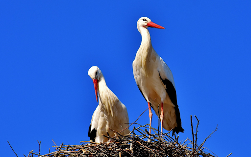 Two storks  from Chrome web store to be run with OffiDocs Chromium online